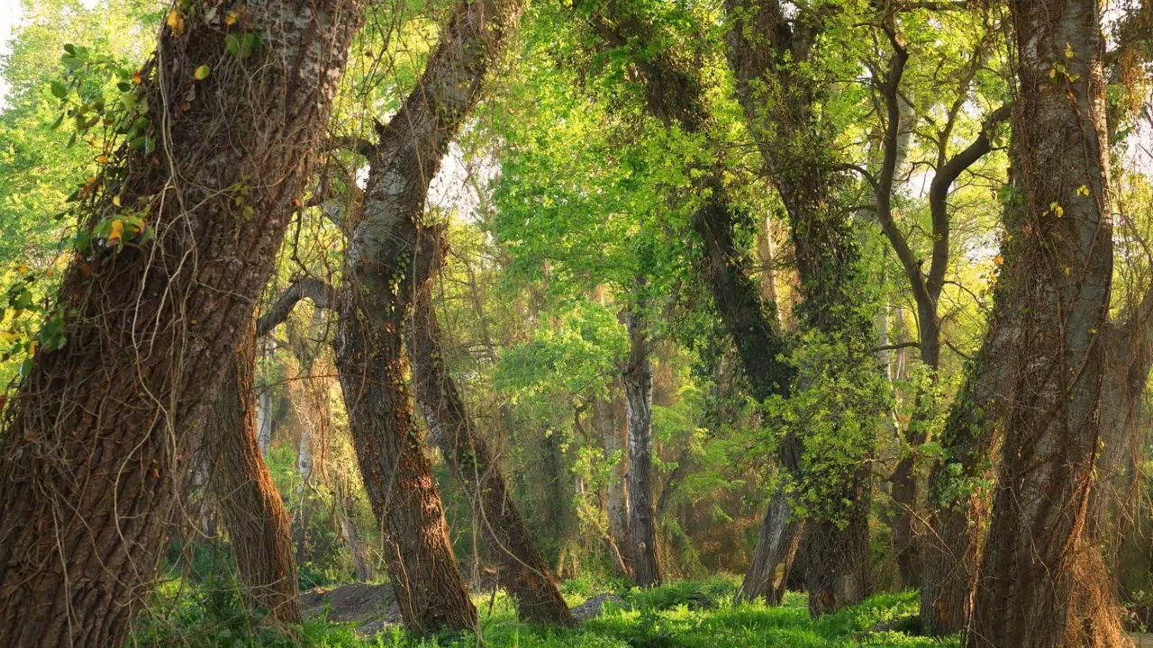 Самурский лес Магарамкентский район
