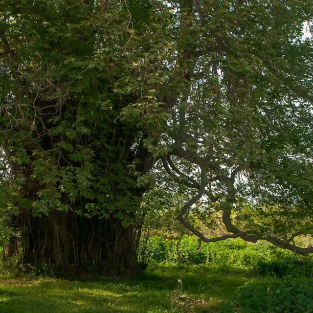 800-летний платан - Самурский лес