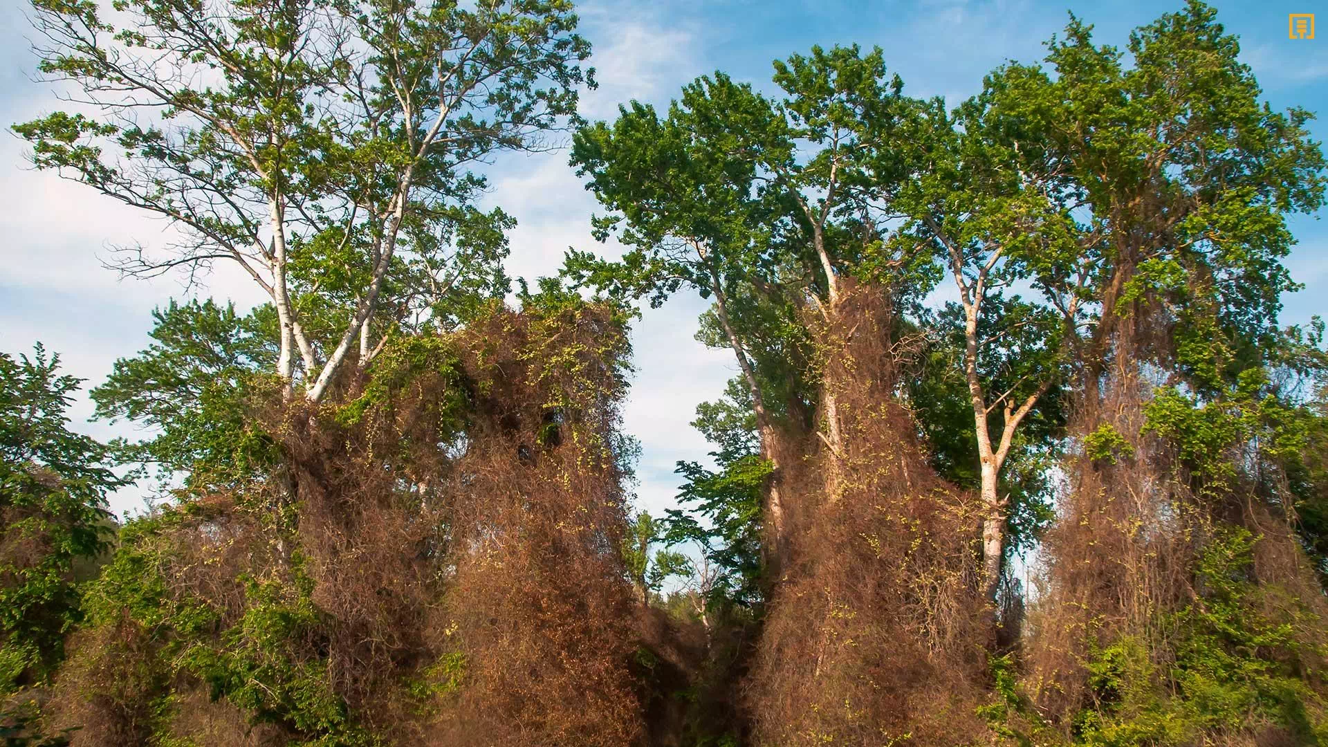 Платан дерево Самурский лес