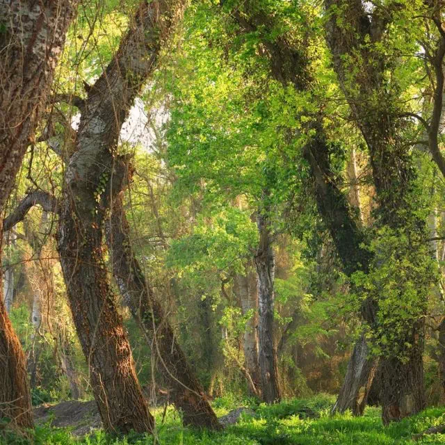 Самурский лес в дагестане фото домики